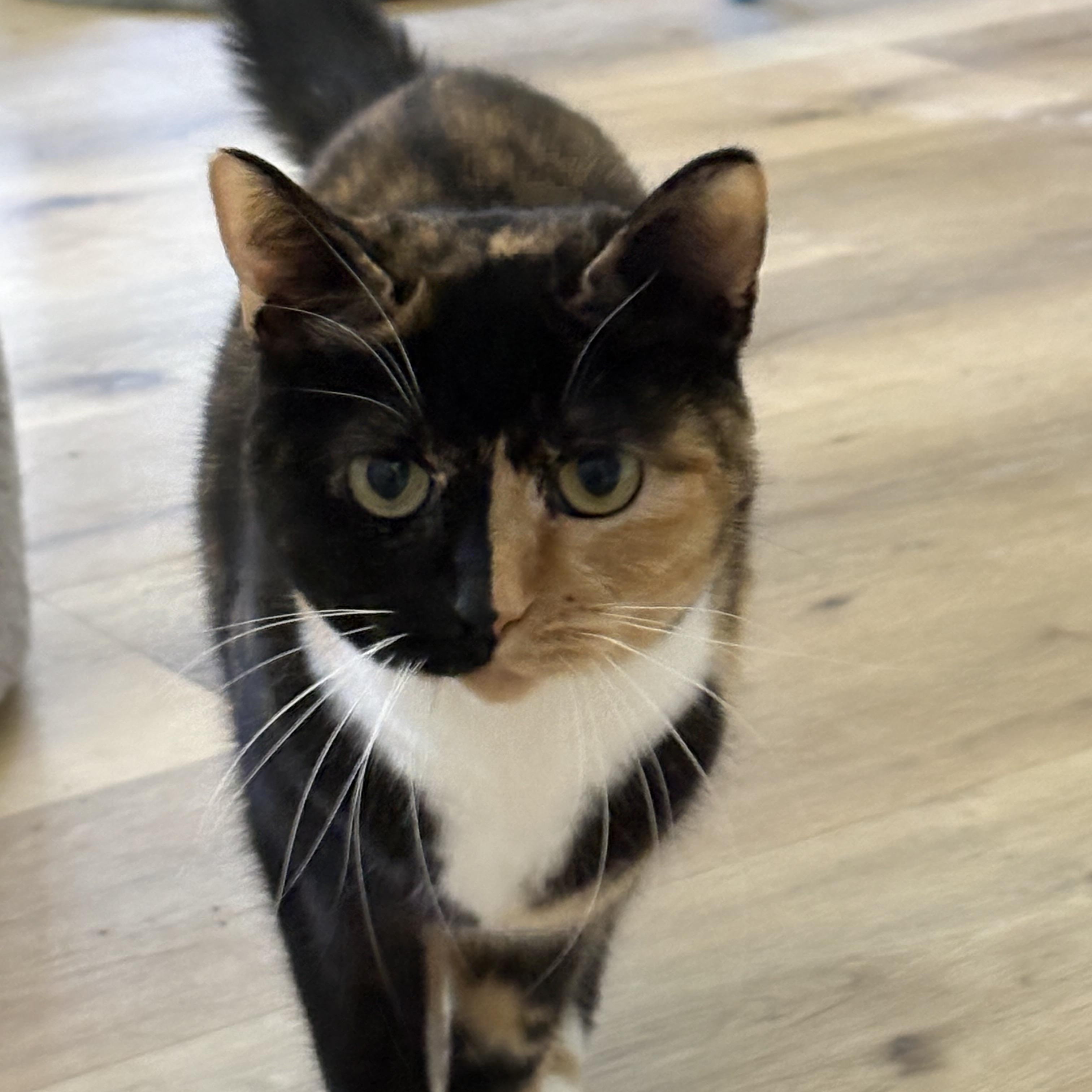 Enlarge Sushi and Wasabi, a ADOPTABLE Domestic Short Hair in Belmont, NC image 2/2