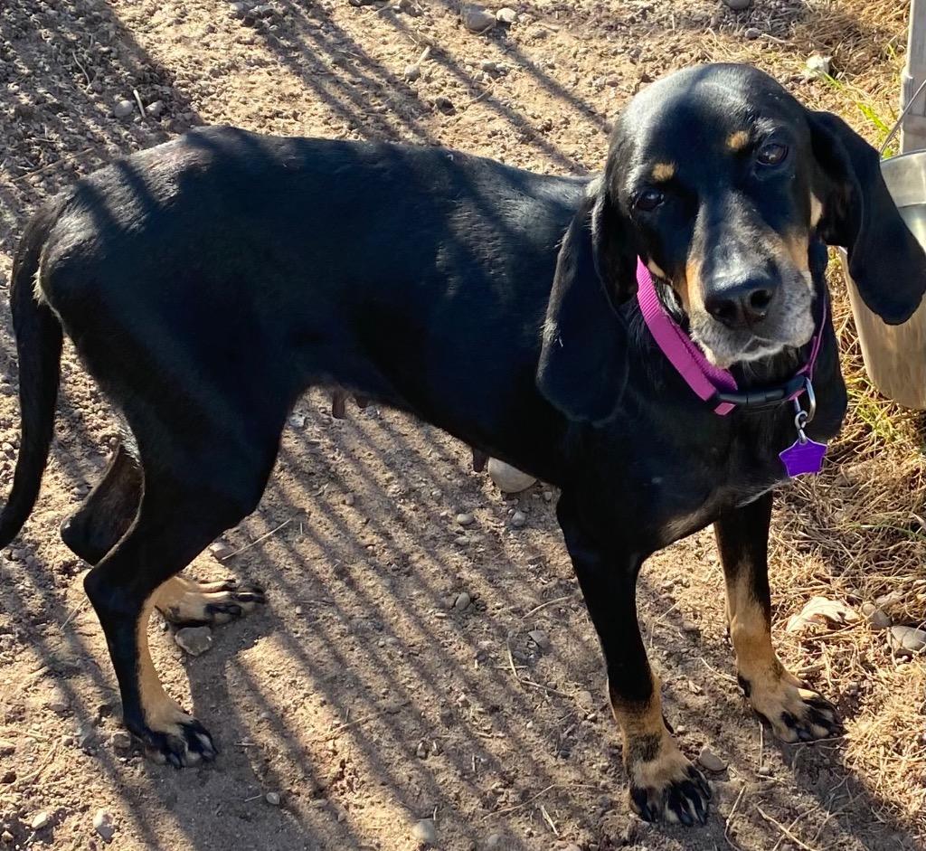 September, Adoptable, Adult Female Hound.