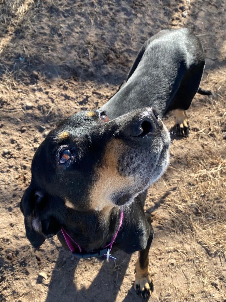 Enlarge September, a Adoptable Hound in Spooner, WI image 2/2
