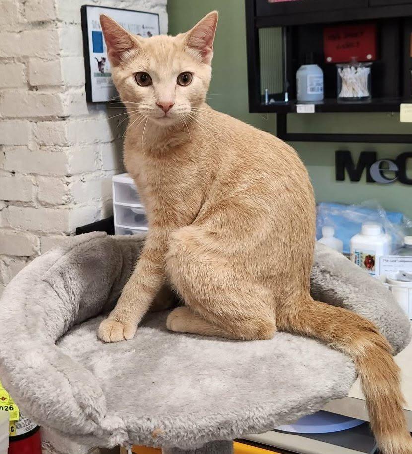 Cinnamon Swirl, Adoptable, Young Male Domestic Short Hair.