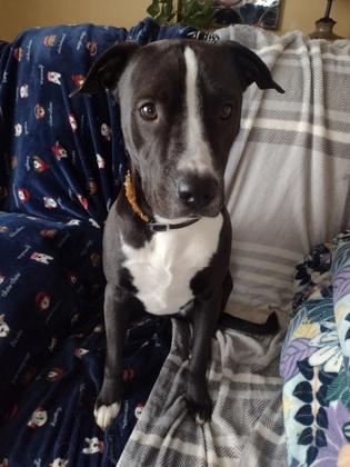 Elliot, Adoptable, Adult Male Labrador Retriever & Mixed Breed.