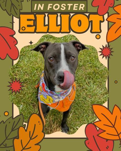 Elliot, Adoptable, Adult Male Labrador Retriever & Mixed Breed.