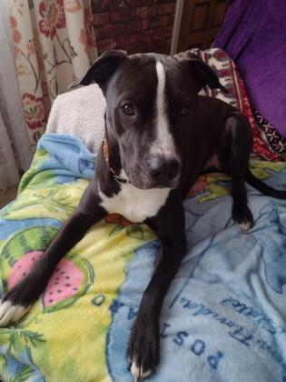 Enlarge Elliot, a Adoptable mixed breed in Columbus, IN image 6/6