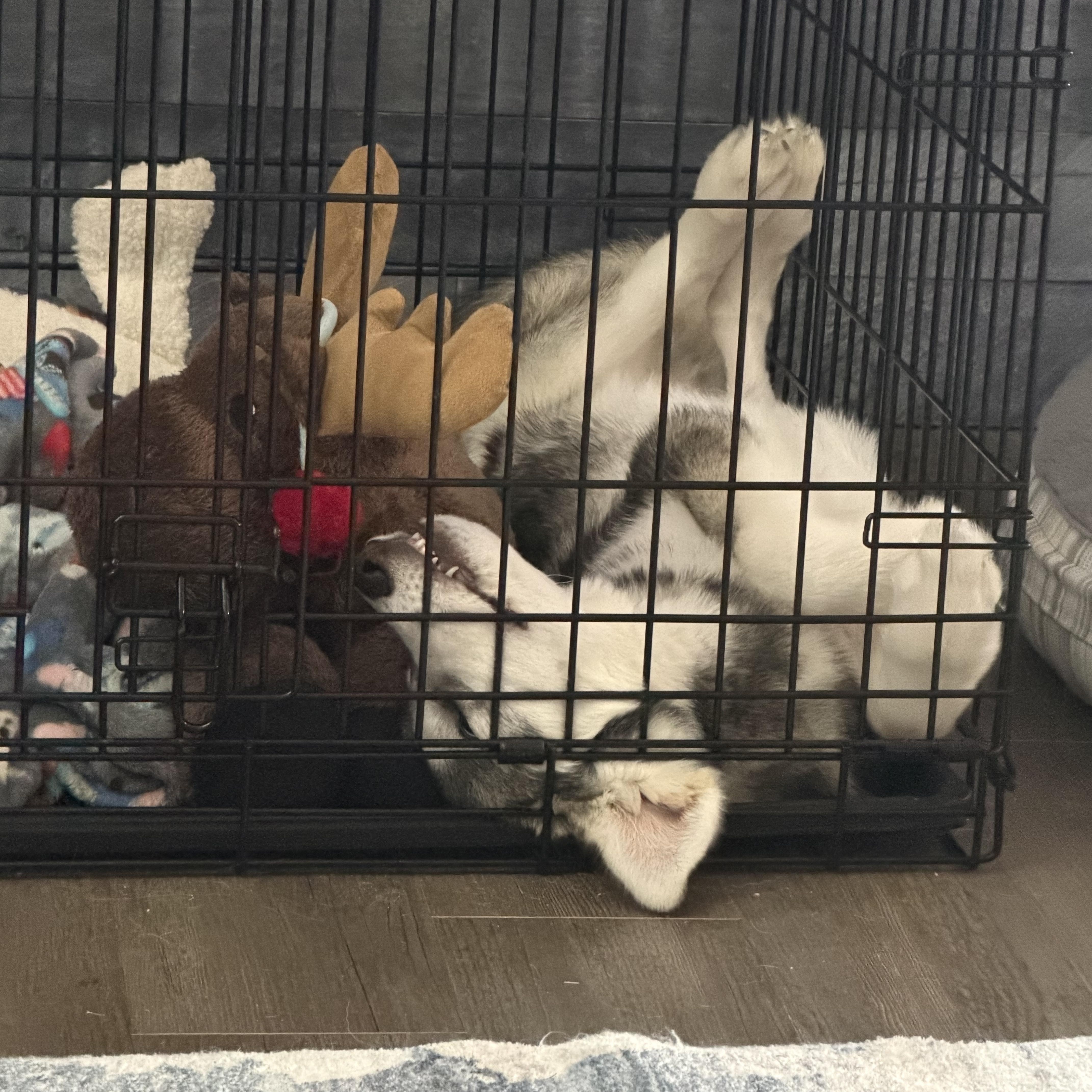 Thor, a ADOPTABLE Siberian Husky in Jasper, GA image 3/6