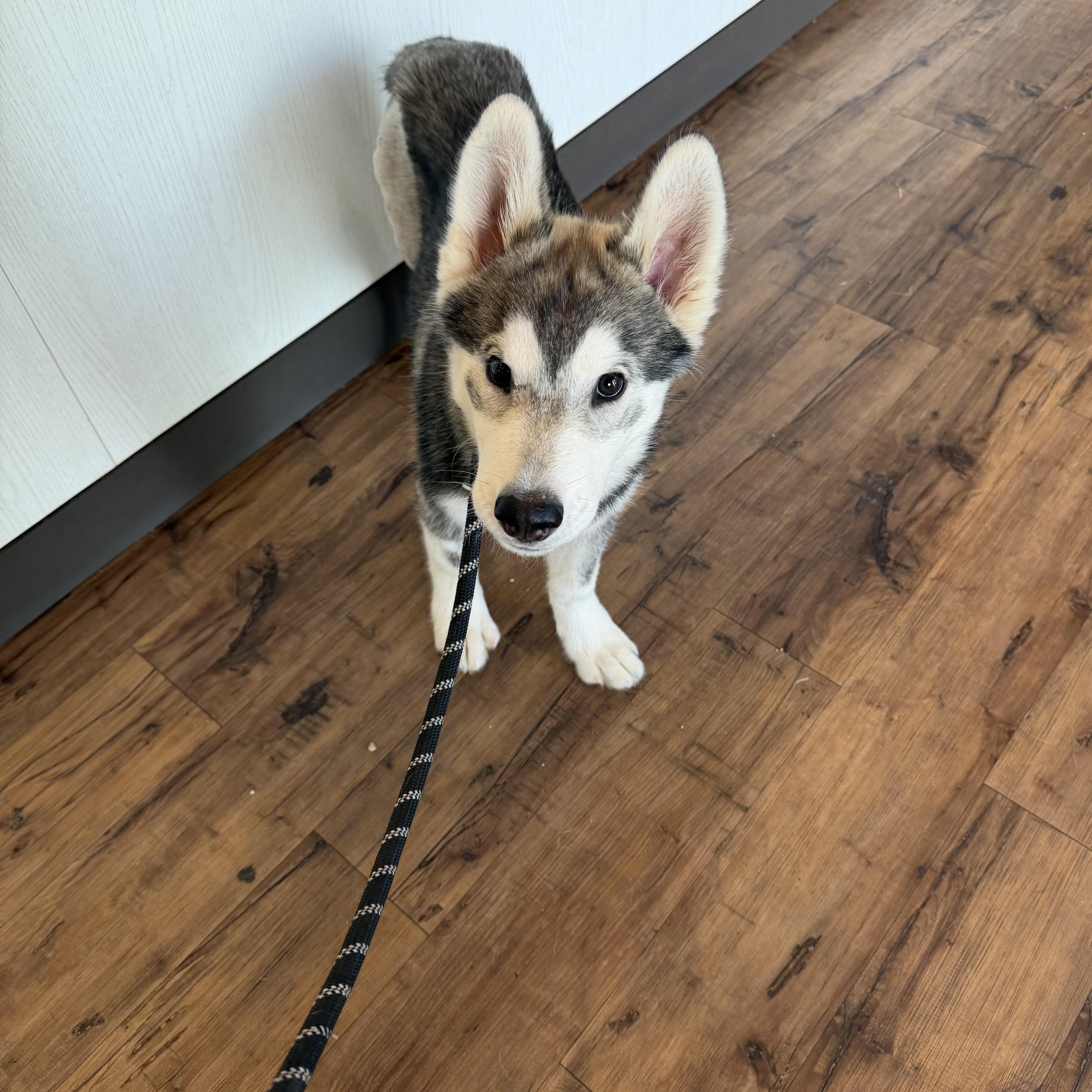 Thor, a ADOPTABLE Siberian Husky in Jasper, GA image 4/6