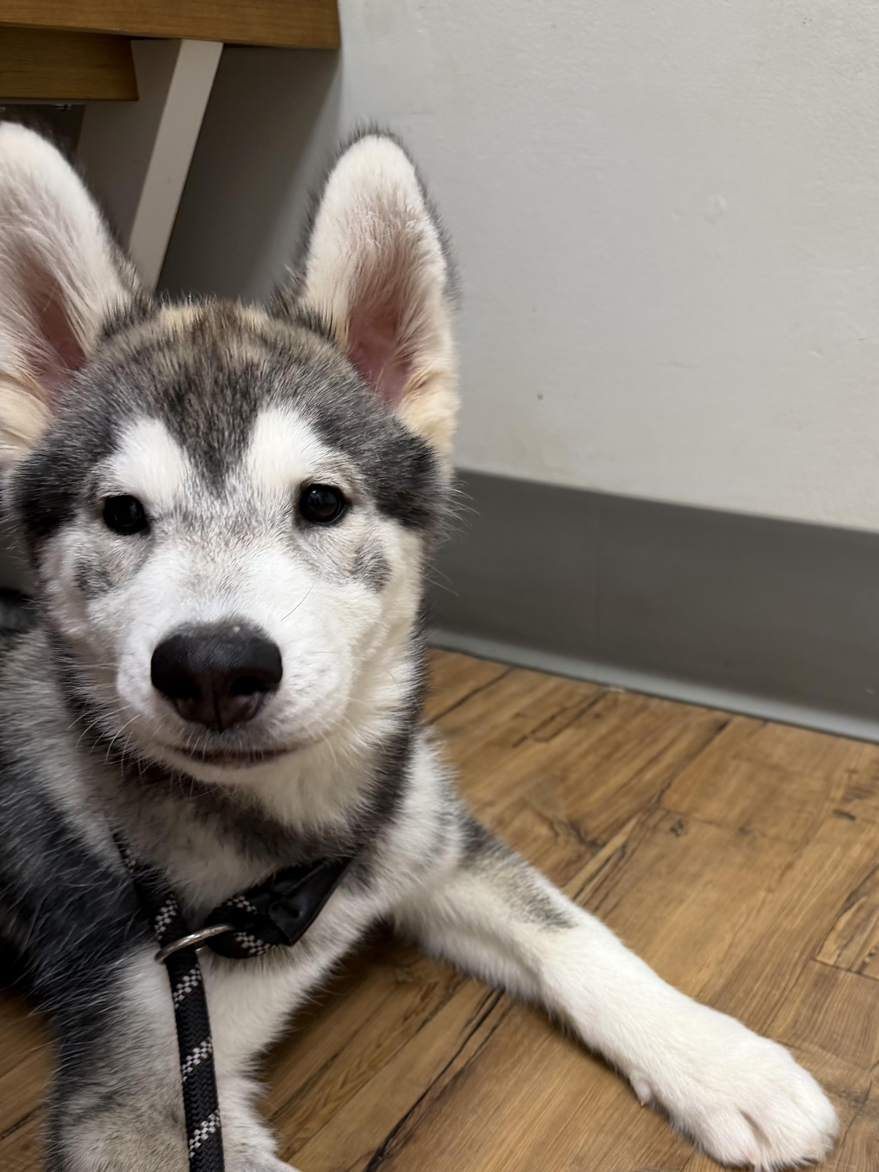 Thor, ADOPTABLE, Puppy Male Siberian Husky.