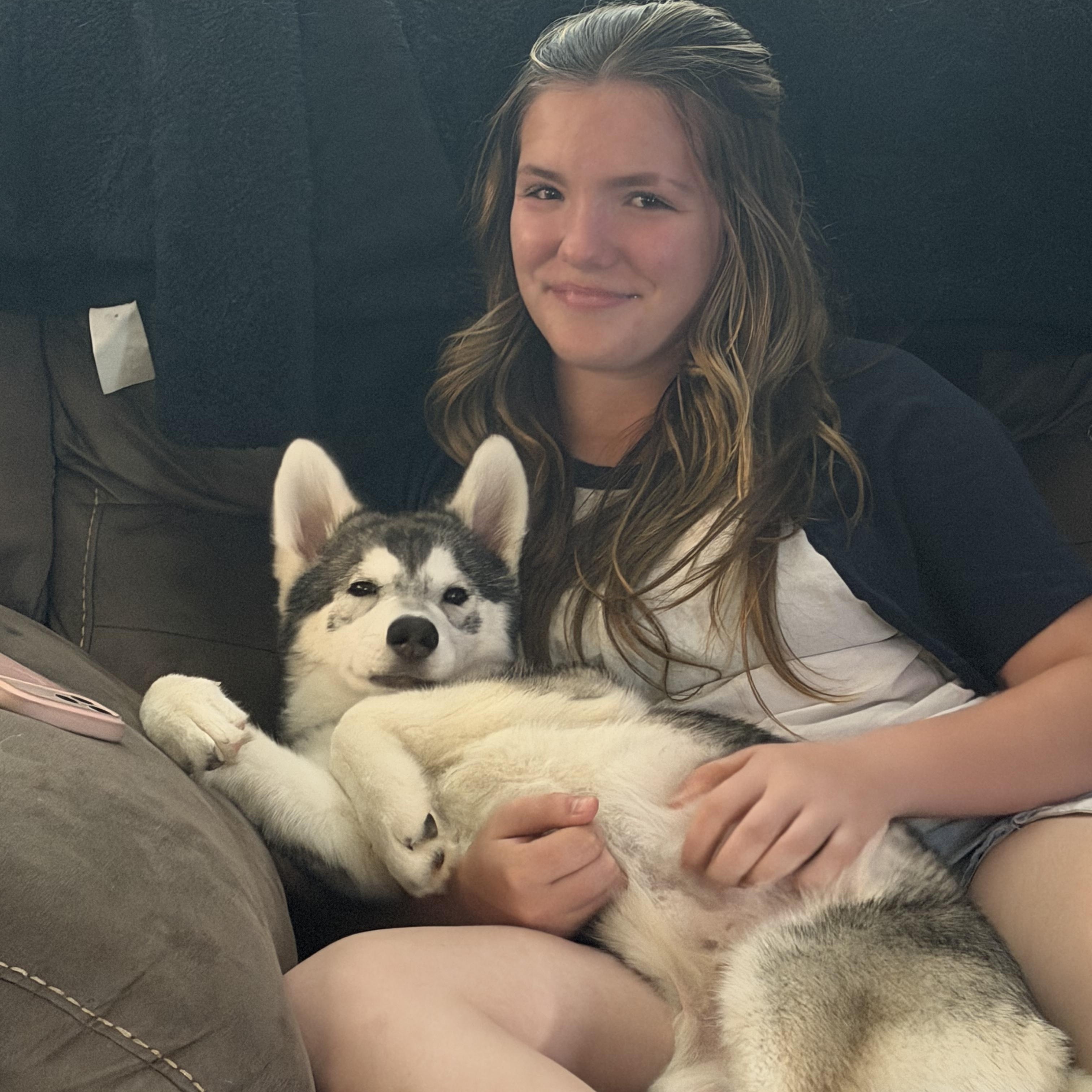 Thor, a ADOPTABLE Siberian Husky in Jasper, GA image 6/6