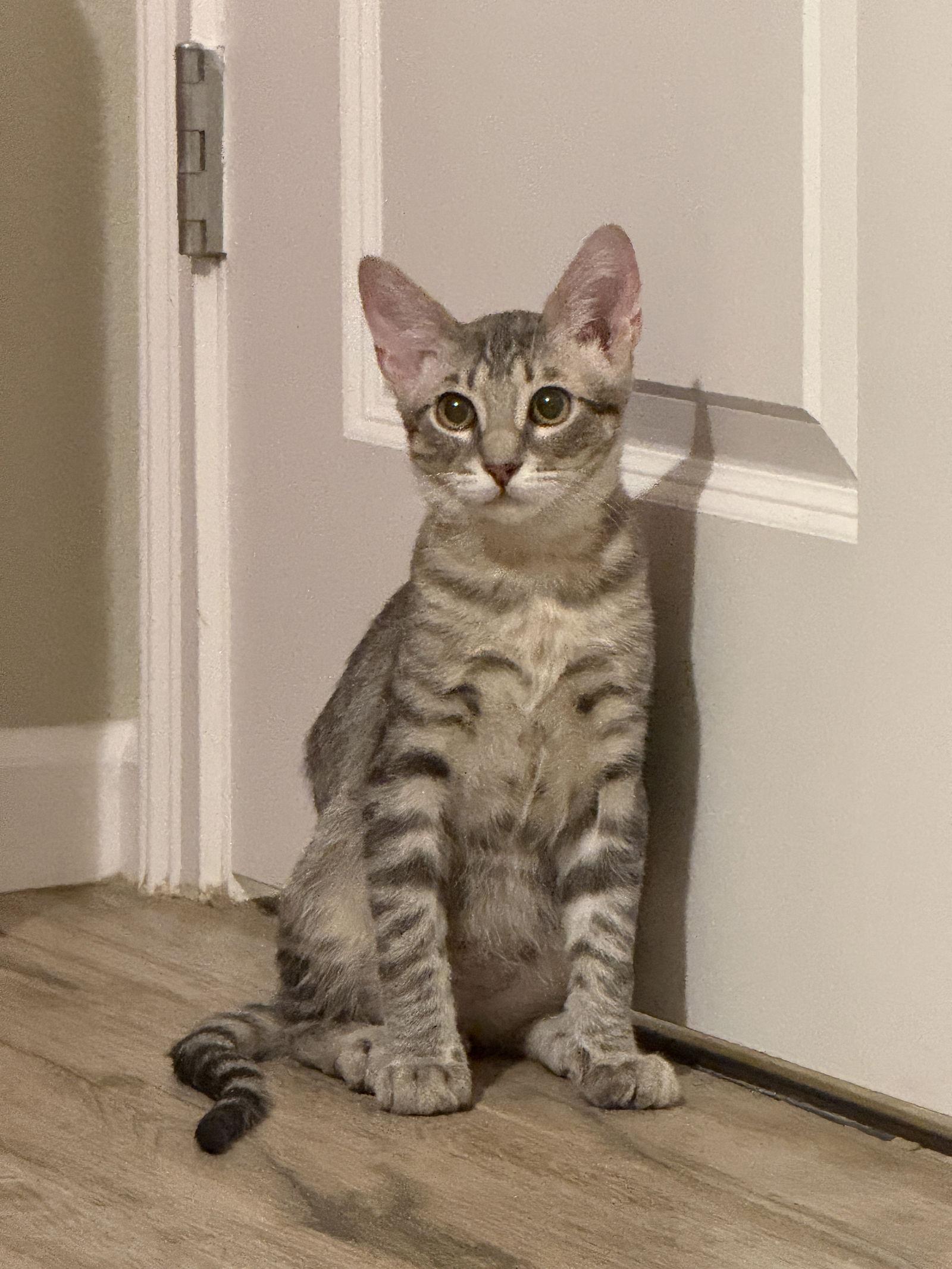 Enlarge Max, a Adoptable Domestic Short Hair in Oviedo, FL image 1/1