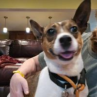 Jack, ADOPTABLE, Adult Male Beagle.