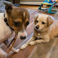 Jack, a ADOPTABLE mixed breed in Albany, NY image 2/5