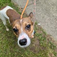 Jack, a ADOPTABLE mixed breed in Albany, NY image 4/5