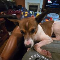 Jack, a ADOPTABLE mixed breed in Albany, NY image 3/5