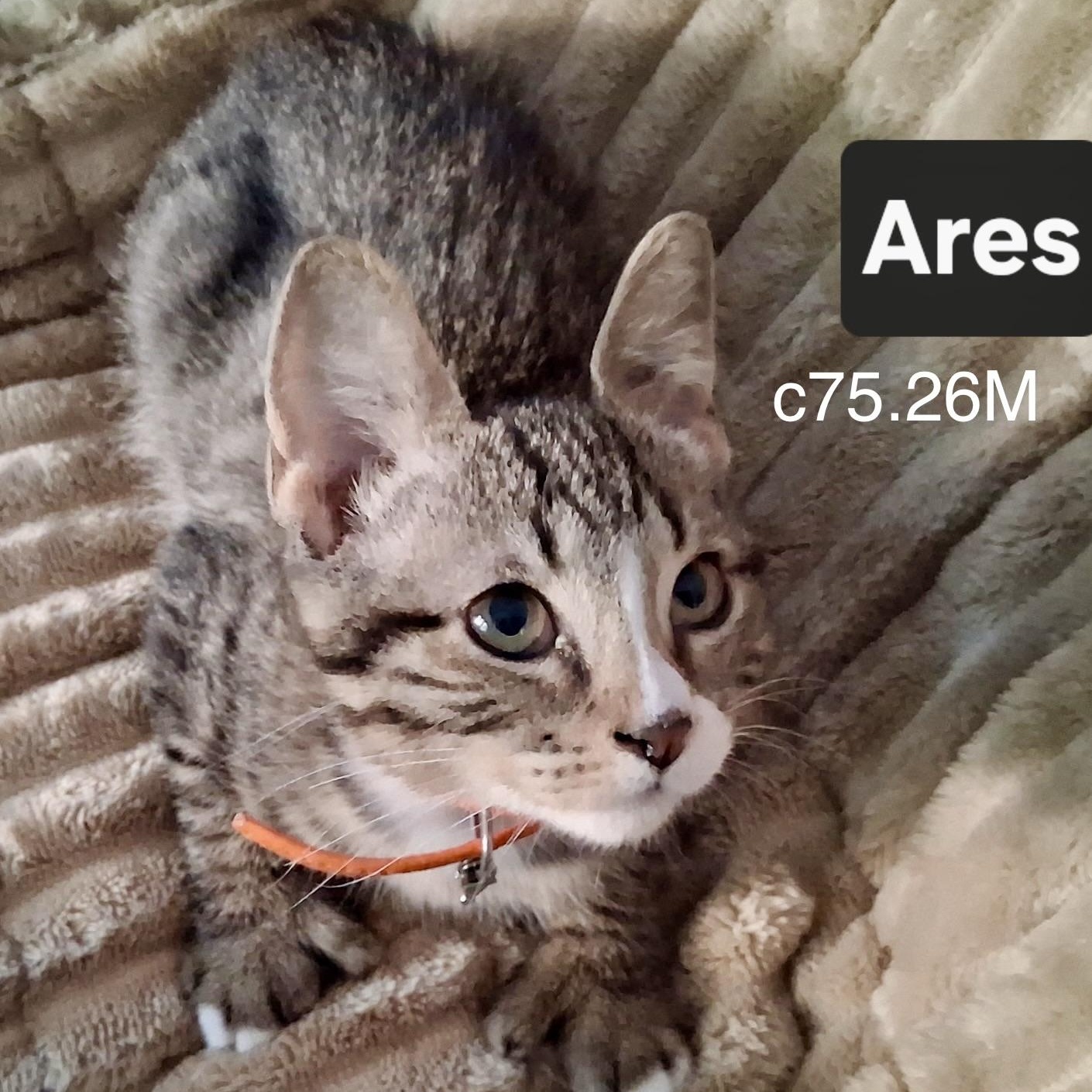 Foster Ares, adopted, Kitten Male Domestic Short Hair & Tiger.