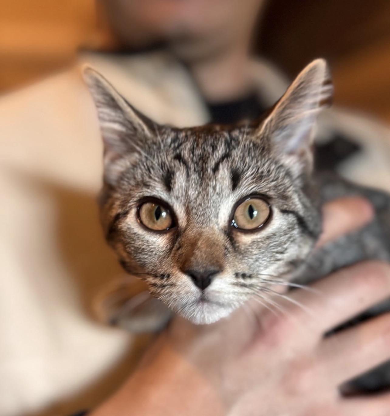 Breadsticks, Adoptable, Kitten Female Domestic Medium Hair.