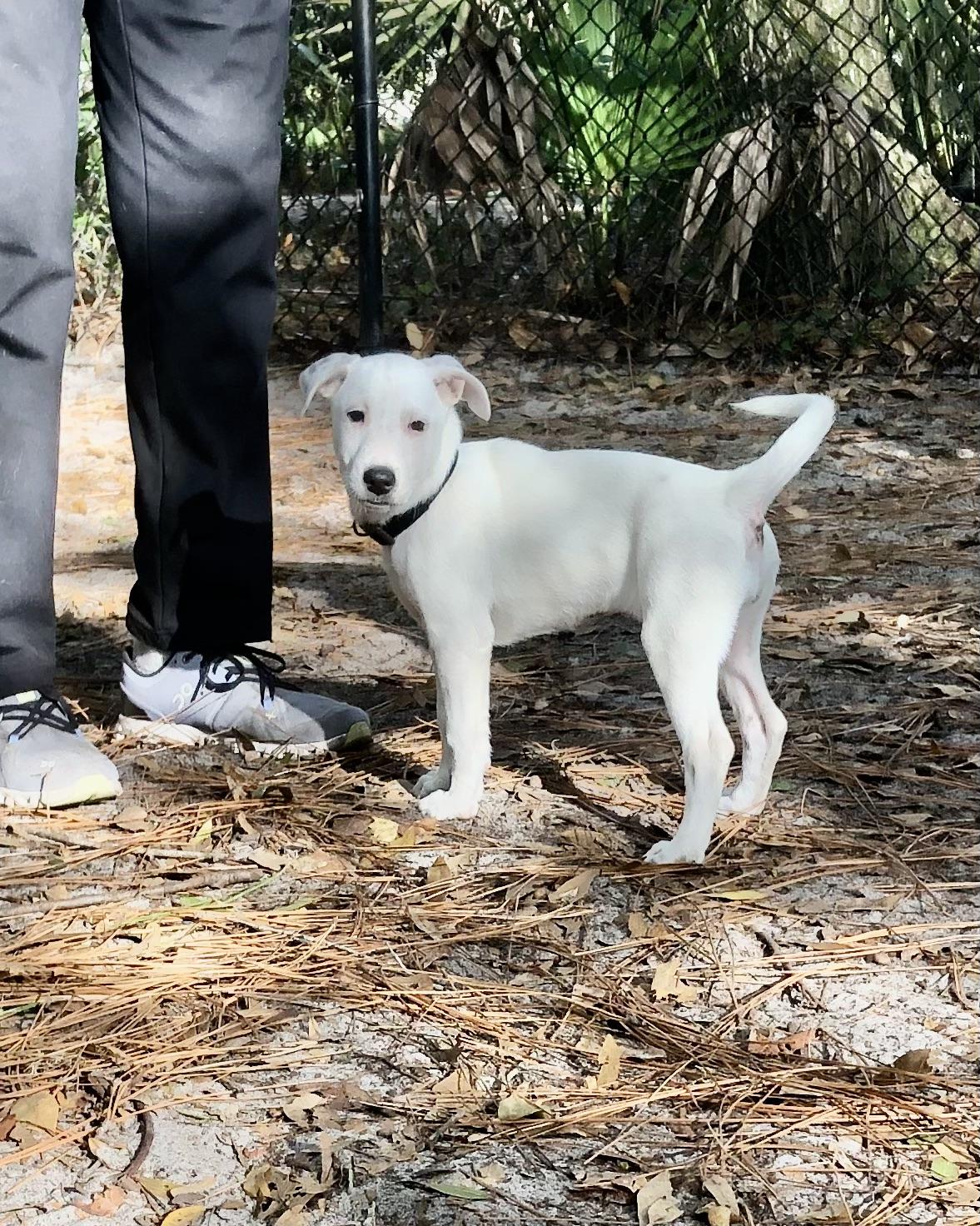 Pepper, adoptable, Puppy Female Labrador Retriever & Terrier.