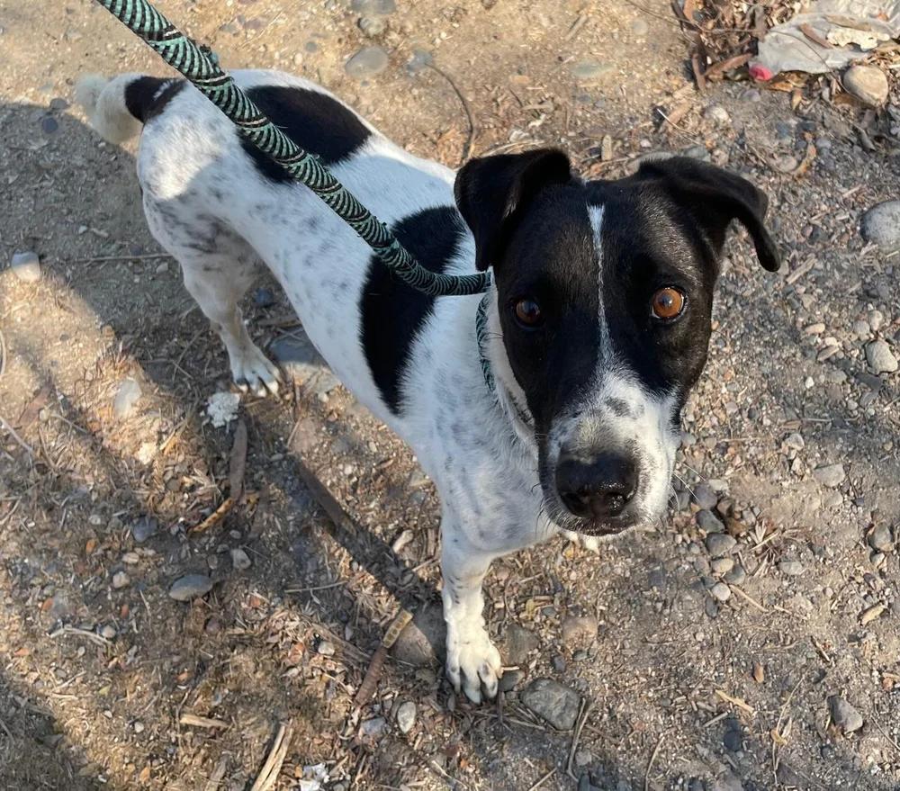Enlarge Choco, a Adoptable mixed breed in Los Angeles, CA image 3/5