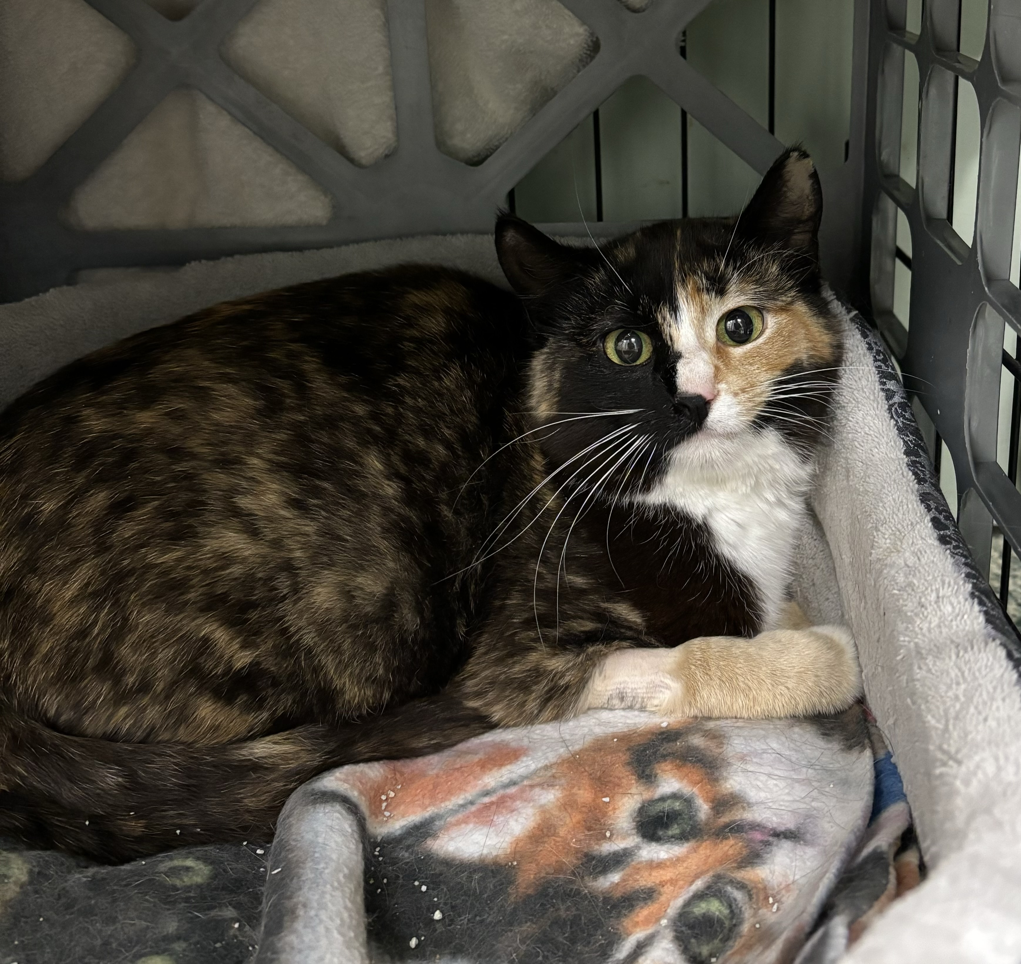 Enlarge Calliope, a Adoptable Domestic Short Hair in Richland Center, WI image 2/3