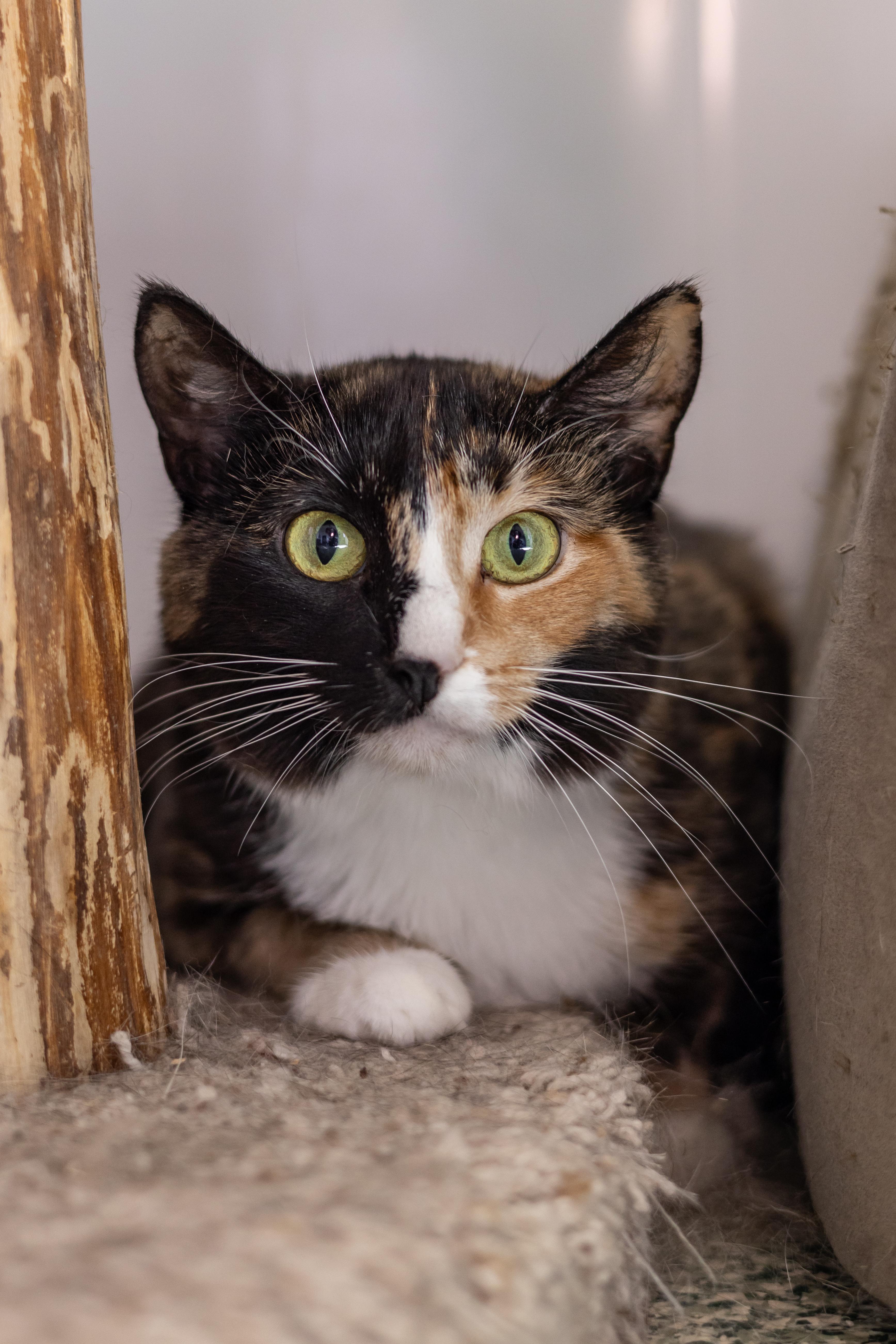 Calliope, Adoptable, Adult Female Domestic Short Hair.