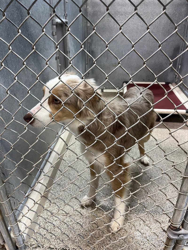 Sky, Adoptable, Adult Female Australian Shepherd.