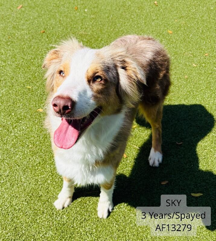 Enlarge Sky, a Adoptable Australian Shepherd in Supply, NC image 2/2