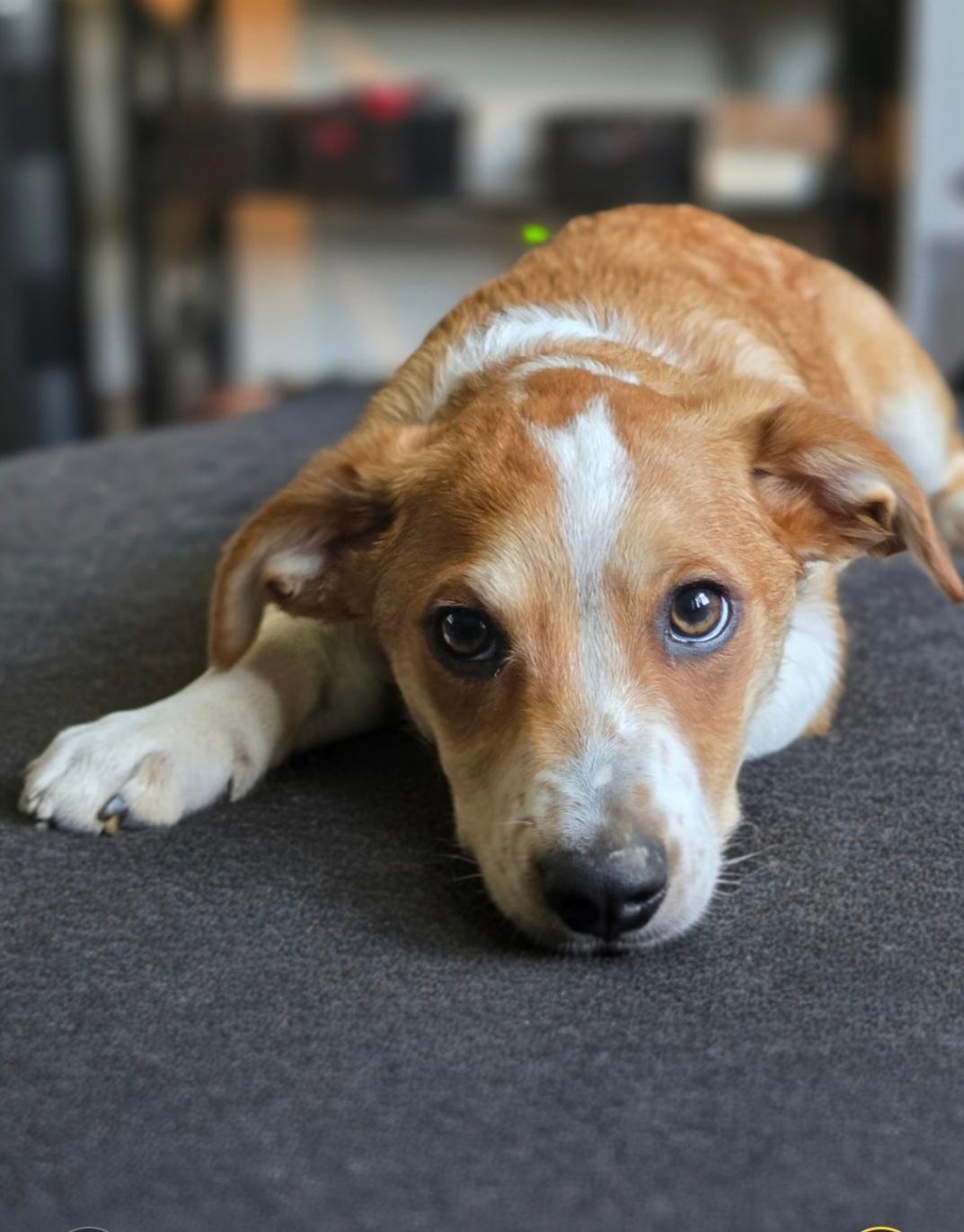 Prince-ADOPTION PENDING, a ADOPTABLE mixed breed in Bridgeton, MO image 2/6