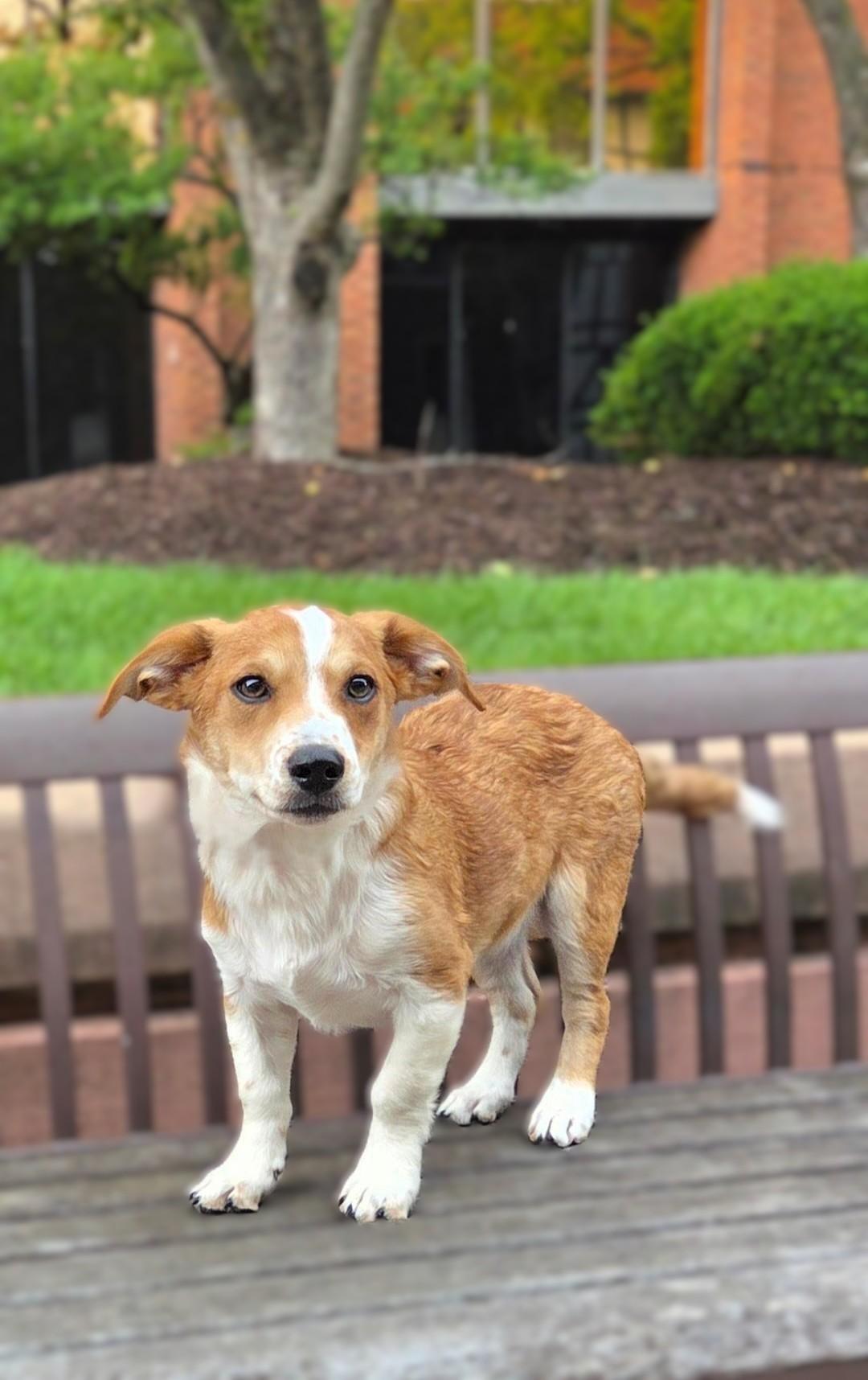 Prince-ADOPTION PENDING, a ADOPTABLE mixed breed in Bridgeton, MO image 3/6