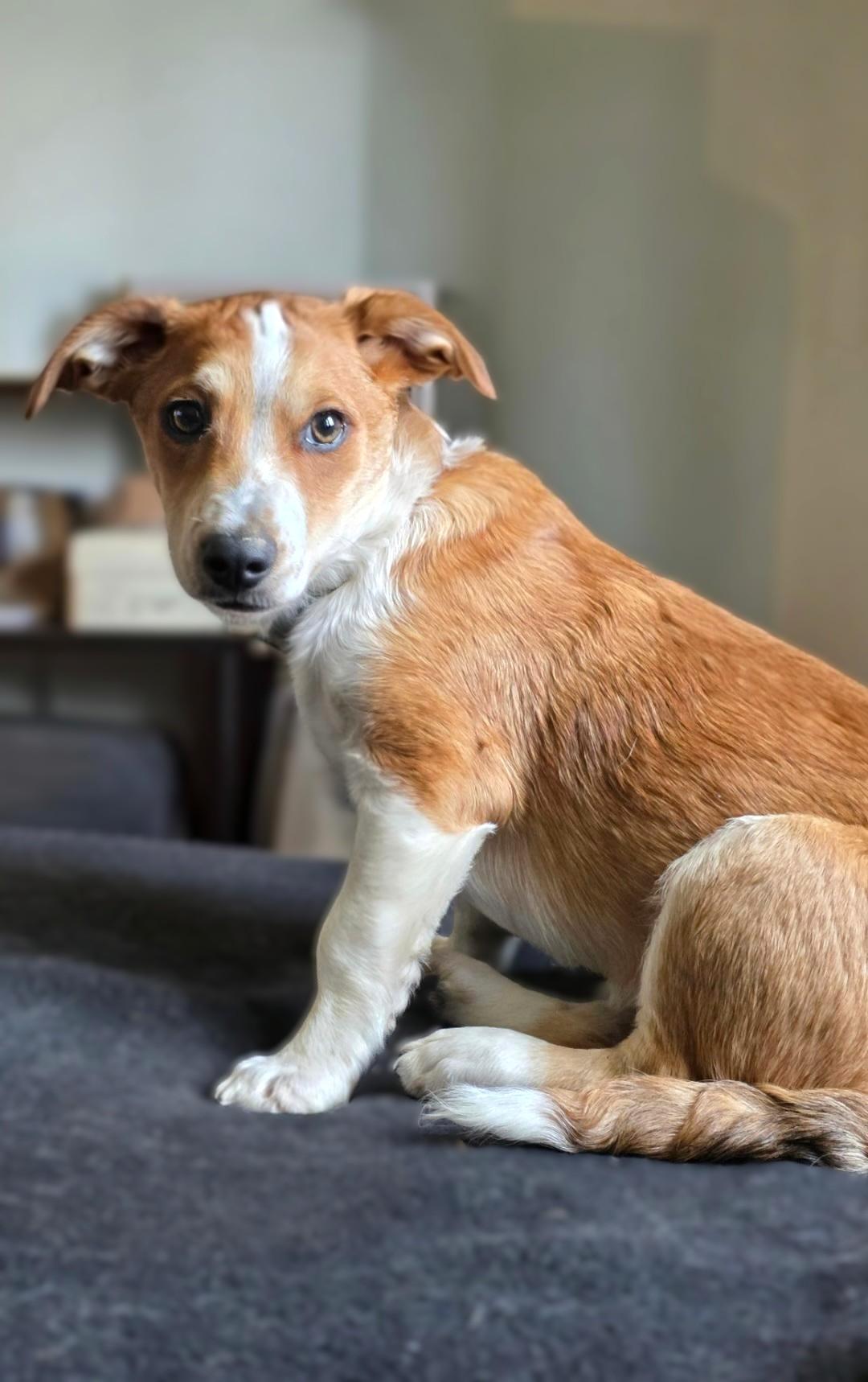 Prince-ADOPTION PENDING, a ADOPTABLE mixed breed in Bridgeton, MO image 5/6