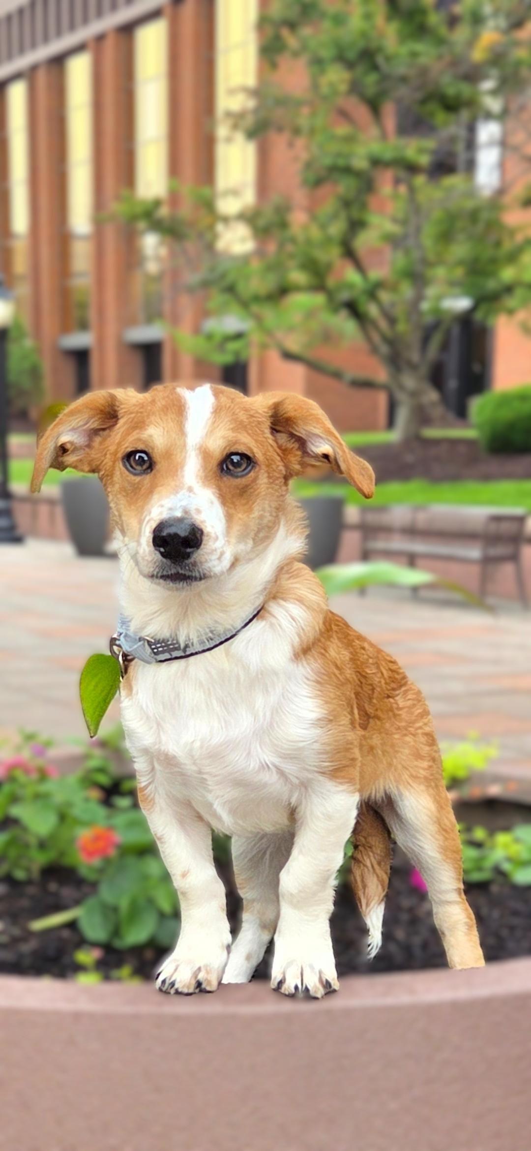 Prince-ADOPTION PENDING, ADOPTABLE, Puppy Male Beagle & Corgi.