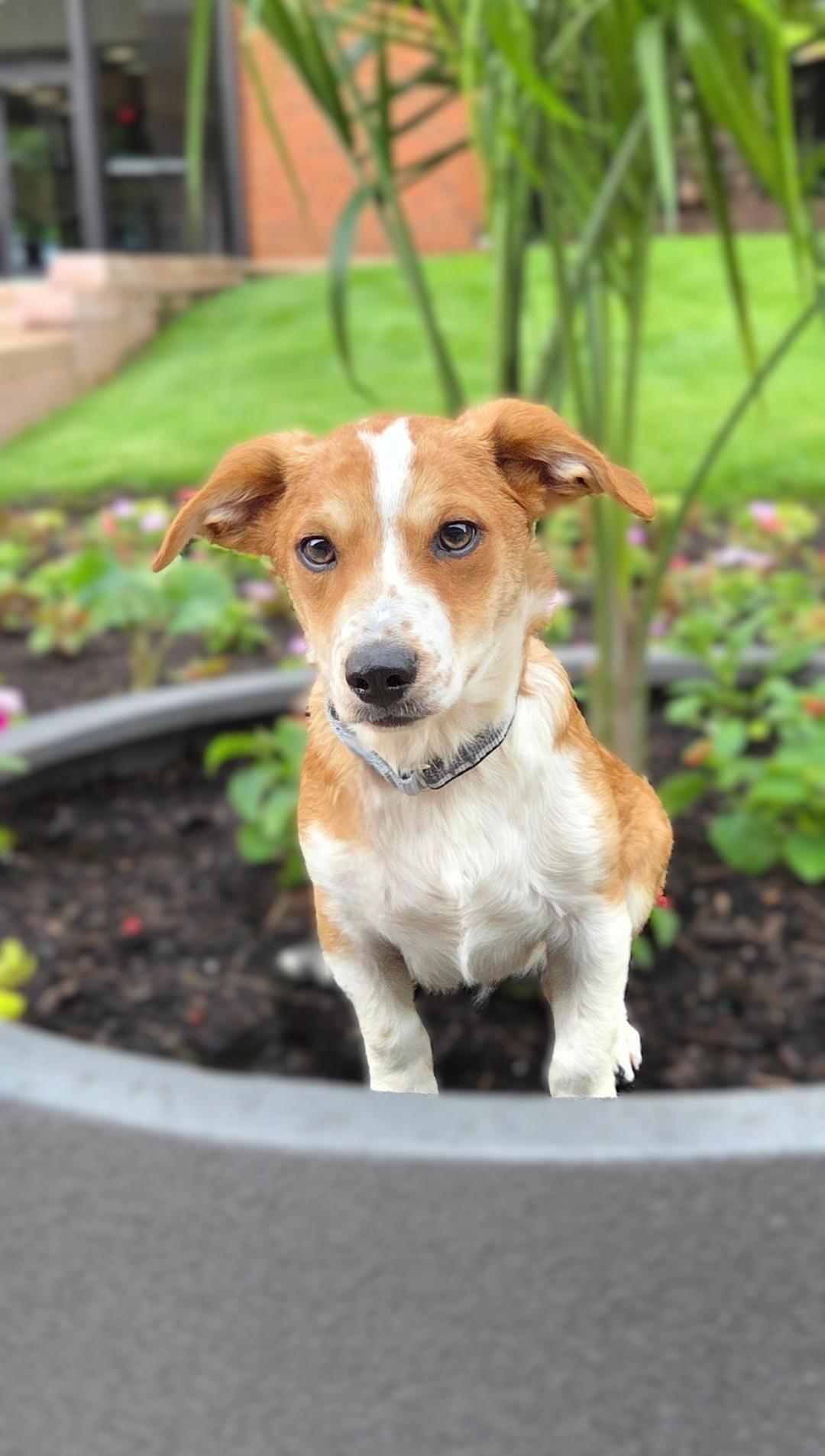 Prince-ADOPTION PENDING, a ADOPTABLE mixed breed in Bridgeton, MO image 4/6