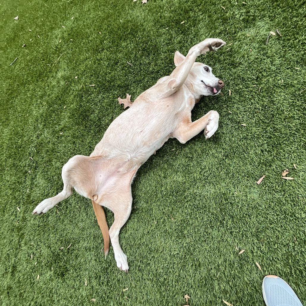 Enlarge Amber, a Adoptable mixed breed in Raleigh, NC image 1/6