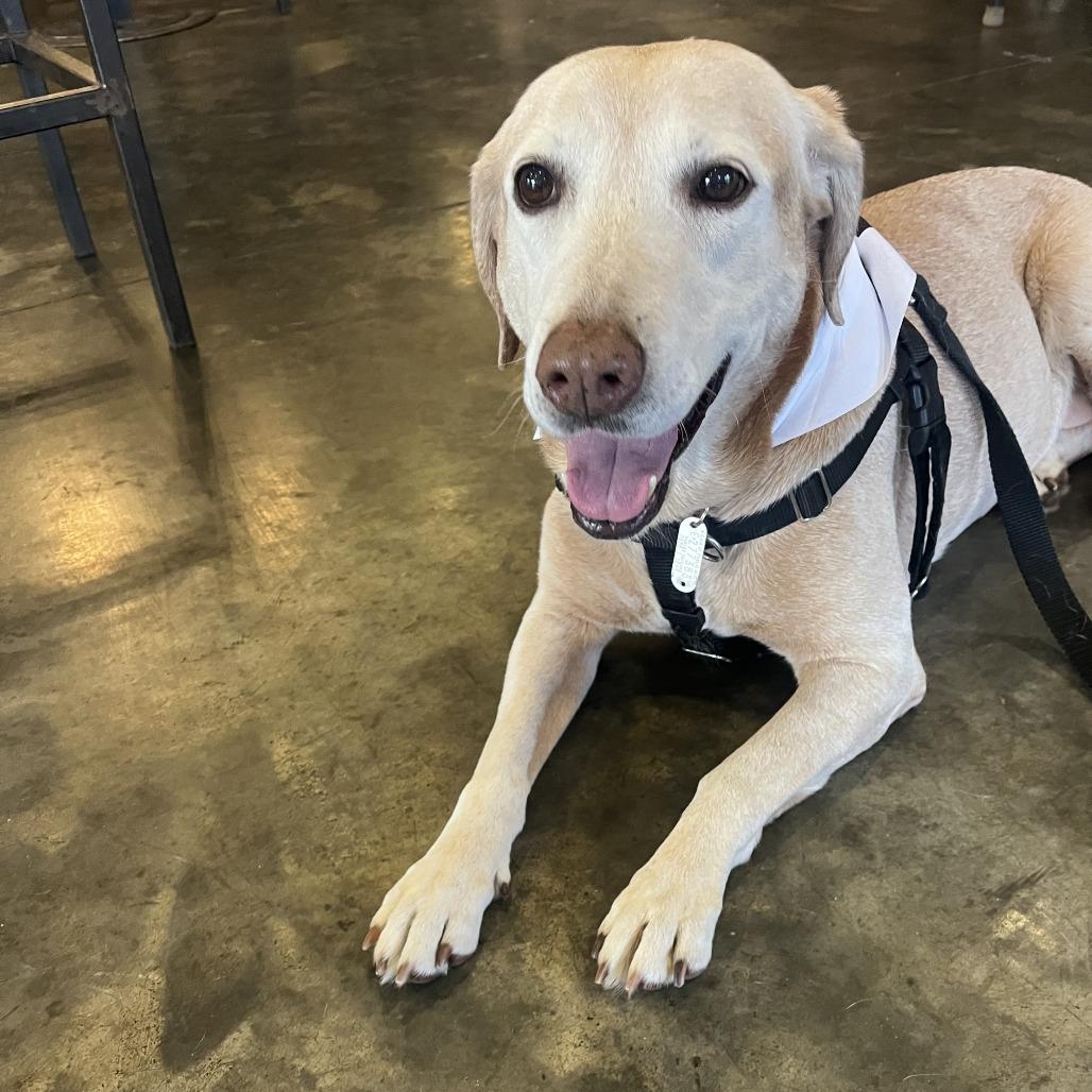 Enlarge Amber, a Adoptable mixed breed in Raleigh, NC image 3/6