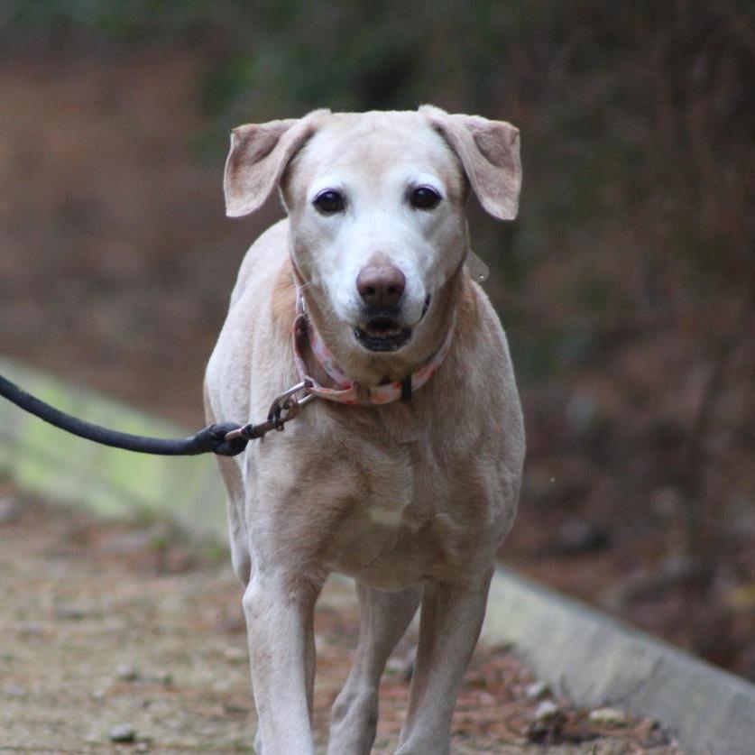 Enlarge Amber, a Adoptable mixed breed in Raleigh, NC image 4/6