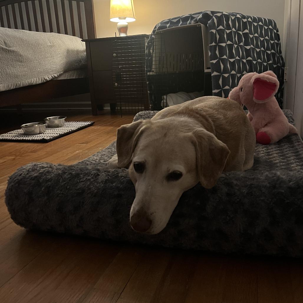 Enlarge Amber, a Adoptable mixed breed in Raleigh, NC image 5/6