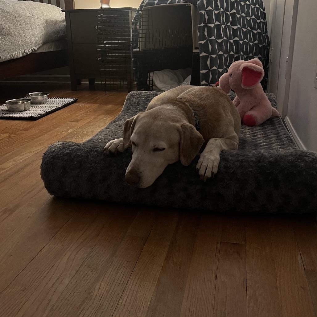 Enlarge Amber, a Adoptable mixed breed in Raleigh, NC image 6/6