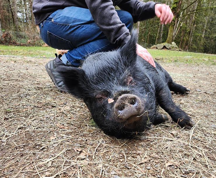 Rory, Adoptable, Senior Female Pig.