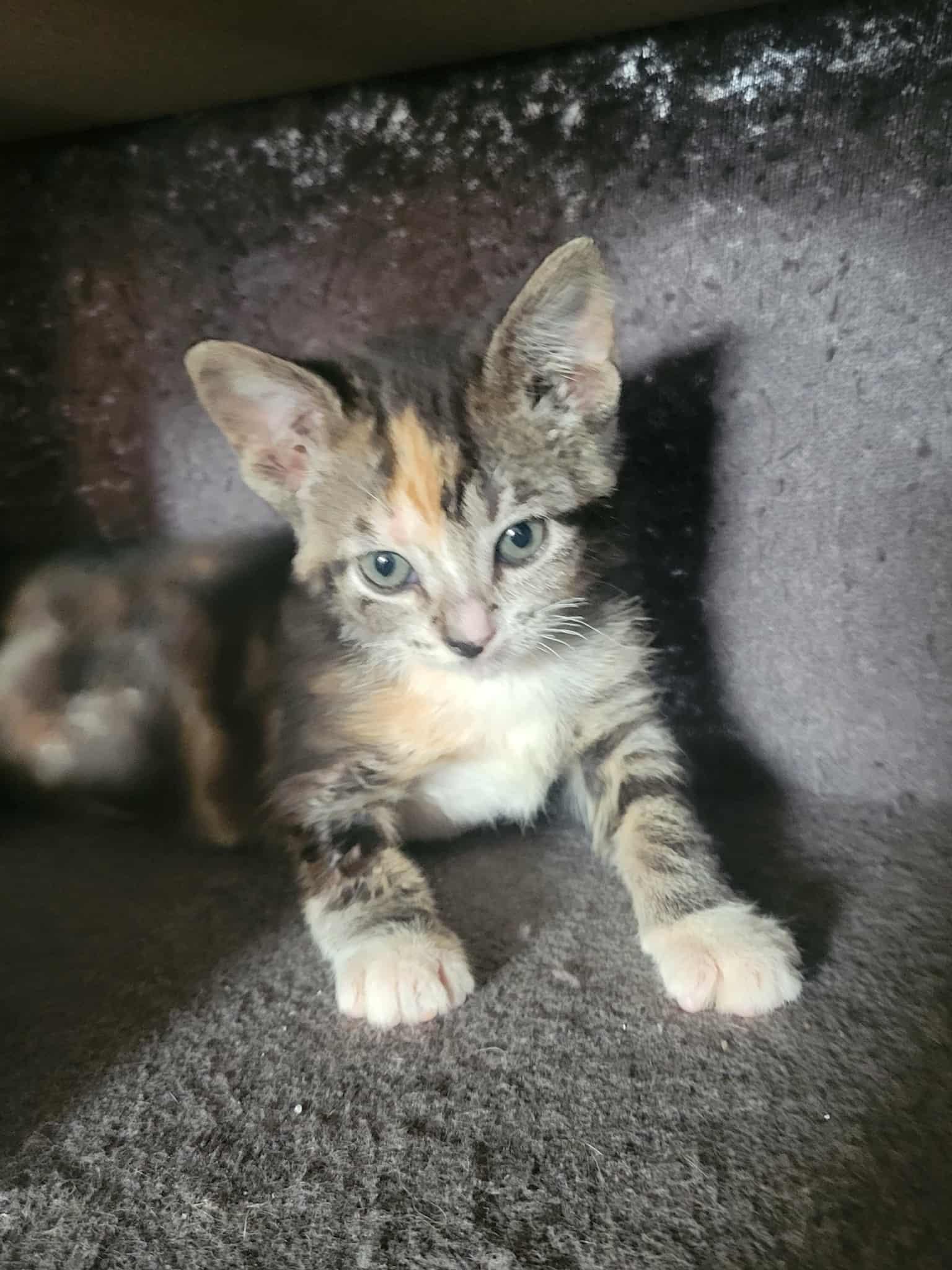 Octavia