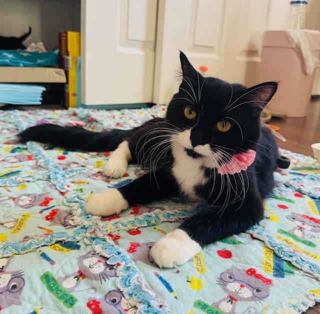 Clove, a ADOPTABLE Domestic Long Hair in Las Vegas, NV image 4/4