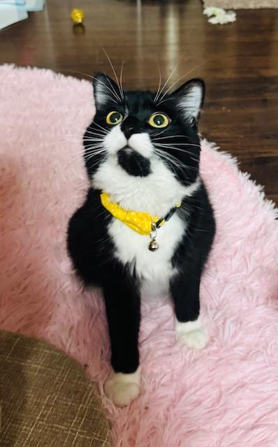 Clove, a ADOPTABLE Domestic Long Hair in Las Vegas, NV image 1/4