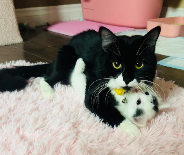 Clove, a ADOPTABLE Domestic Long Hair in Las Vegas, NV image 2/4