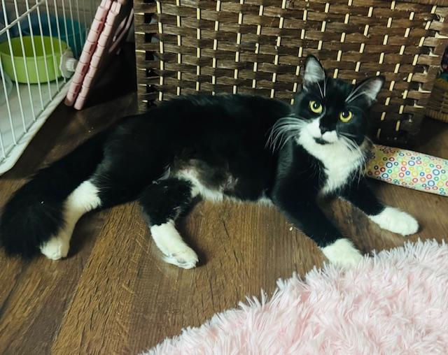 Clove, a ADOPTABLE Domestic Long Hair in Las Vegas, NV image 3/4