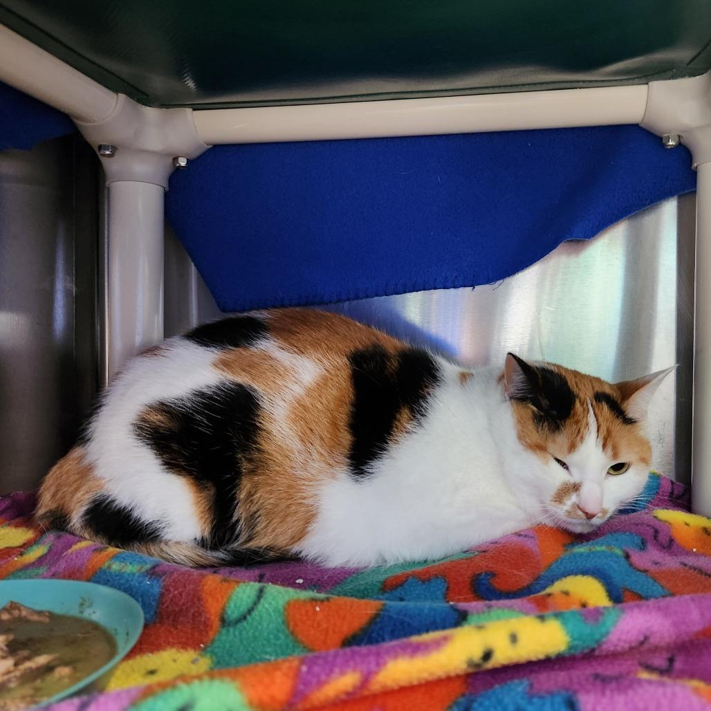 Whimsy-Foster, Adoptable, Adult Female Domestic Short Hair.