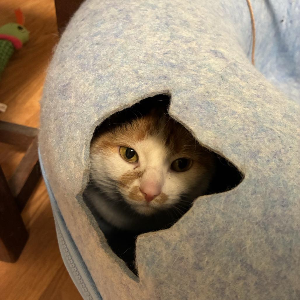 Enlarge Whimsy-Foster, a Adoptable Domestic Short Hair in Grand Rapids, MI image 2/2