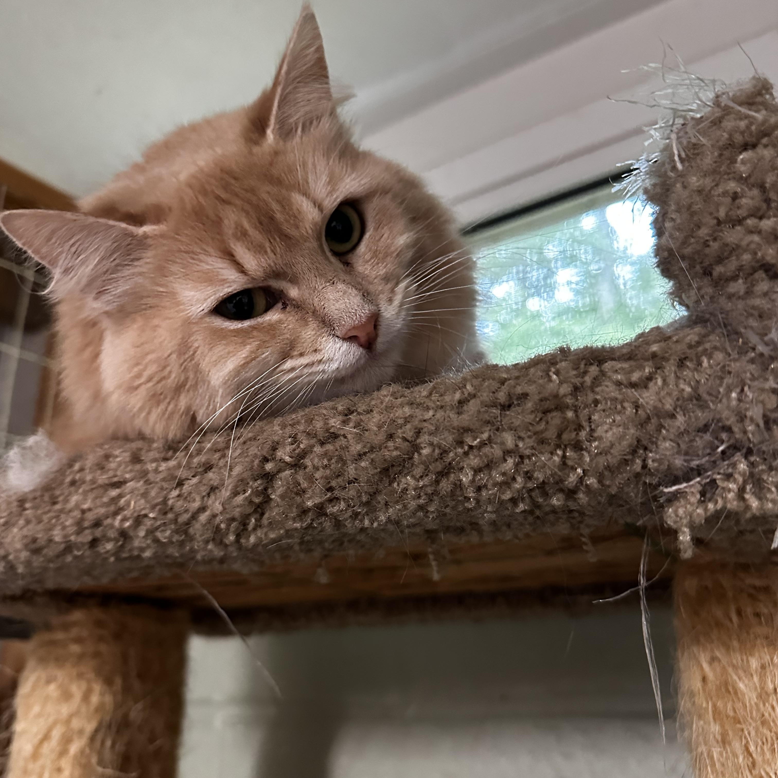 Enlarge Hope, a Adoptable Domestic Medium Hair in North East, MD image 2/2