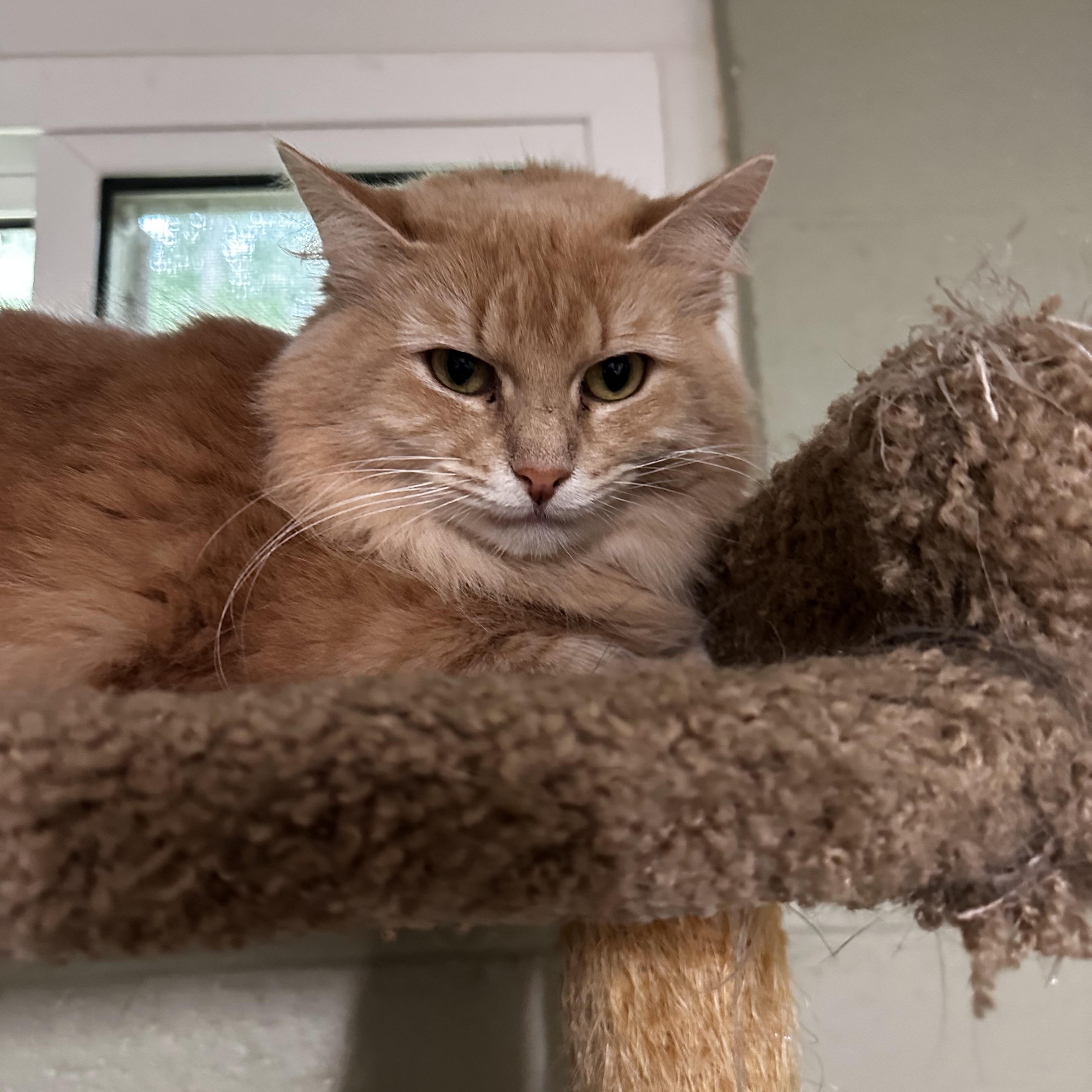 Hope, Adoptable, Adult Female Domestic Medium Hair.
