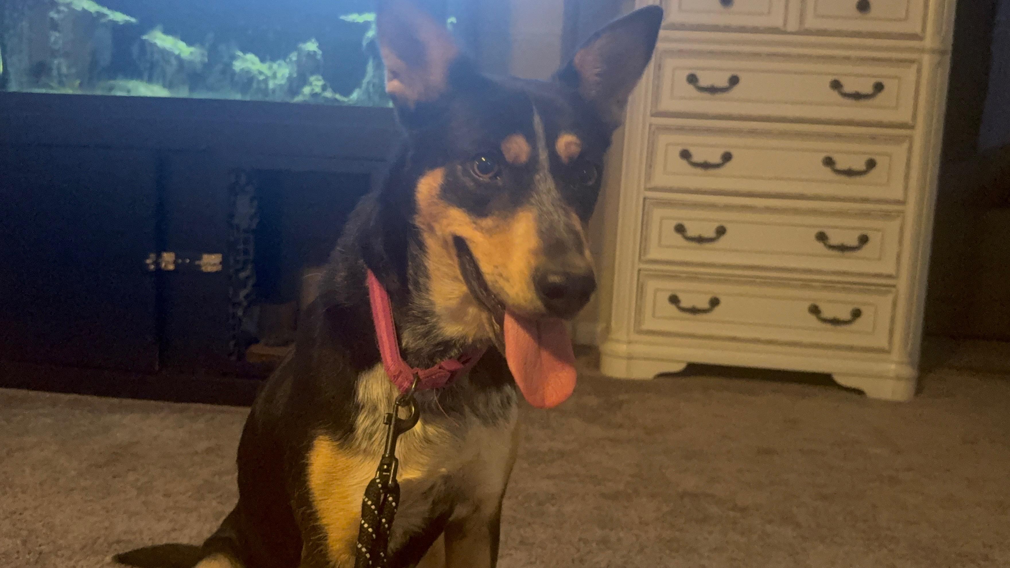 Enlarge Blair, a Adoptable Australian Cattle Dog / Blue Heeler in Seattle, WA image 2/4