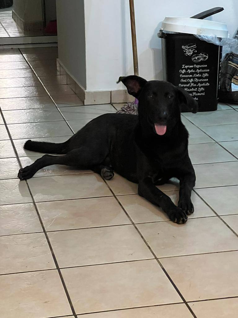 DORITO, Adoptable, Young Male Black Labrador Retriever & Coonhound.