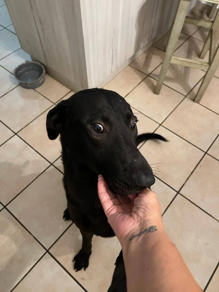 DORITO, a Adoptable mixed breed in New York, NY image 4/10