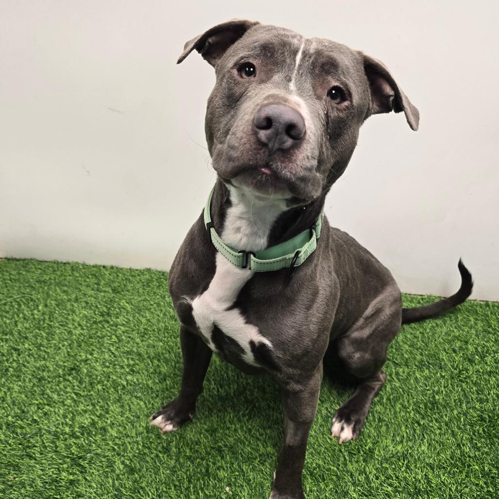 Wade, Adoptable, Adult Male Pit Bull Terrier.