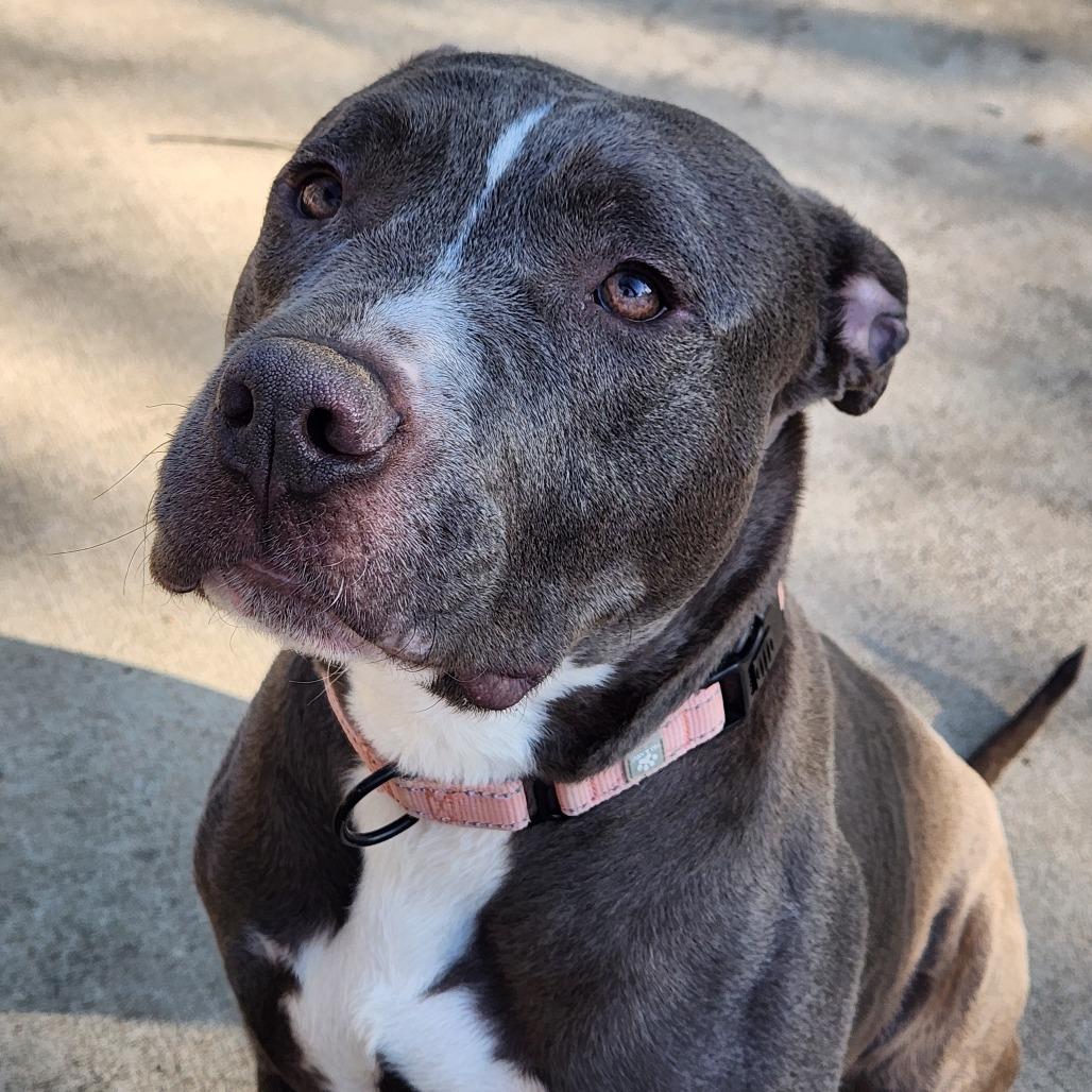 Wade, a Adoptable Pit Bull Terrier in Columbia, MO image 2/6