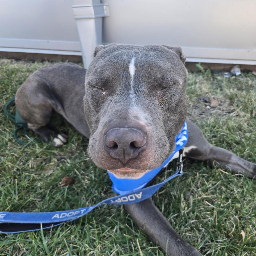 Wade, a Adoptable Pit Bull Terrier in Columbia, MO image 3/6